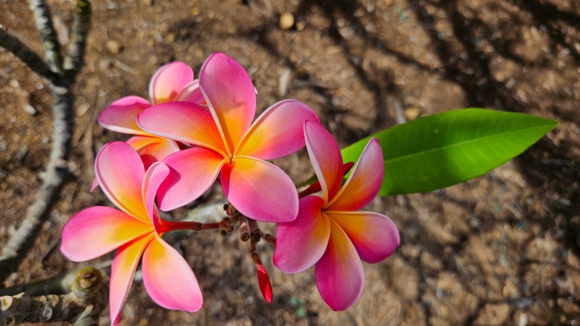 19.01.2025 Hawaii – Honolulu