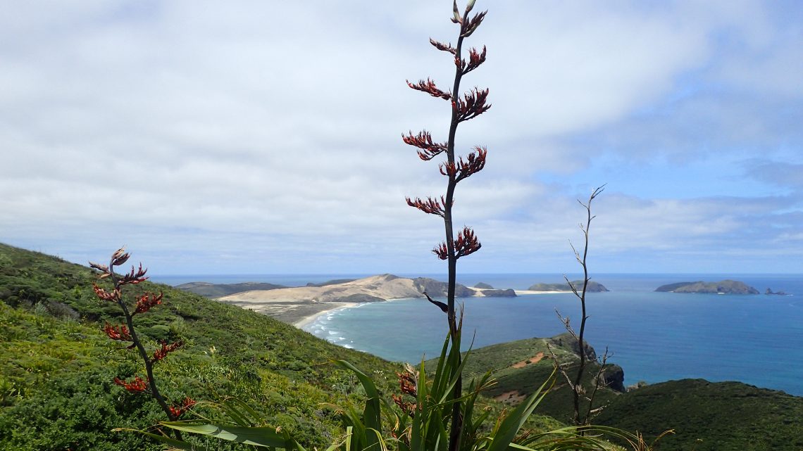 21.01.2026 Rangiputa – Northland NZ